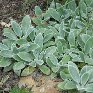 Silver Carpet Lamb's Ears