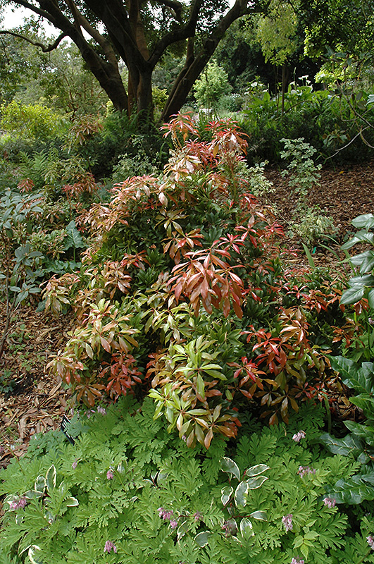 Mountain Fire Japanese Pieris