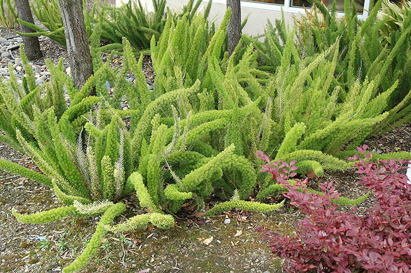 Foxtail Fern