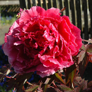 Hoki Tree Peony flowers