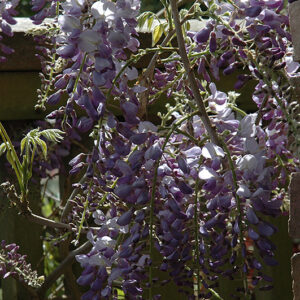 Cooke's Purple Chinese Wisteria in bloom