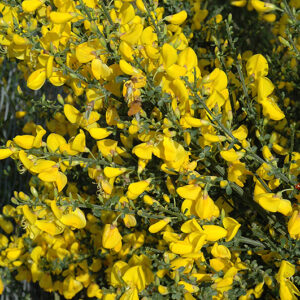 Scotch Broom flowers