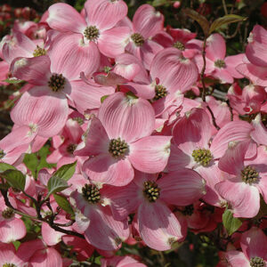 Cherokee Brave Flowering Dogwood flowers