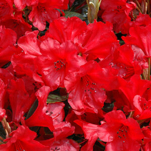 Jean Marie de Montague Rhododendron flowers