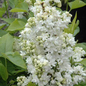 Mme. Lemoine Lilac flowers