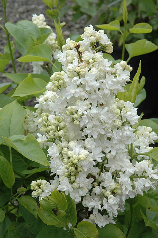 Mme. Lemoine Lilac flowers