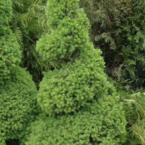 Dwarf Alberta Spruce