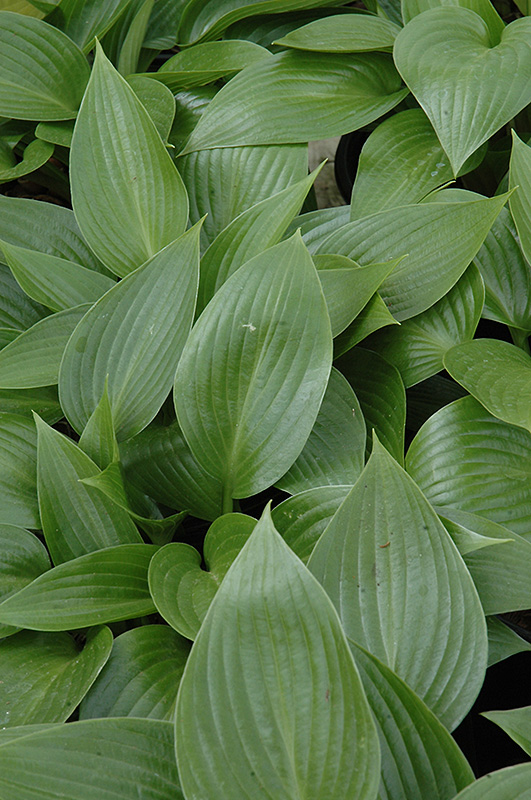 Devon Green Hosta foliage