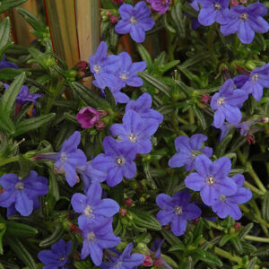 Grace Ward Lithodora in bloom