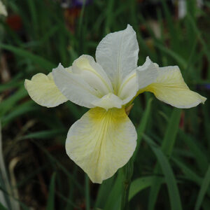 Butter And Sugar Siberian Iris flowers