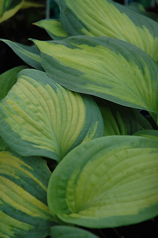 Brother Stefan Hosta foliage