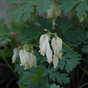 Aurora Bleeding Heart flowers