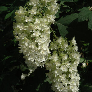 Snowflake Hydrangea flowers