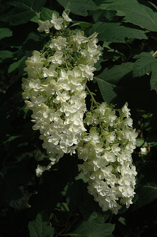 Snowflake Hydrangea flowers