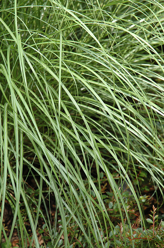 Little Kitten Dwarf Maiden Grass foliage