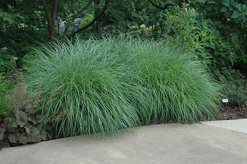 Little Kitten Dwarf Maiden Grass