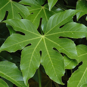 Japanese Fatsia foliage