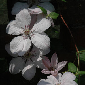 Pope John Paul II Clematis flowers