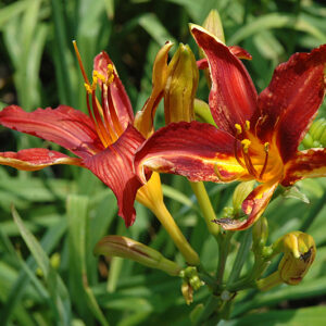 Crimson Pirate Daylily flowers