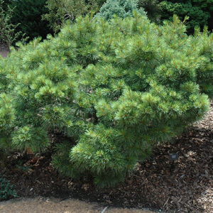 Sea Urchin White Pine