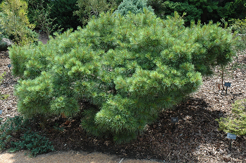 Sea Urchin White Pine