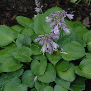 Blue Cadet Hosta in bloom