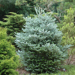 Silver Korean Fir