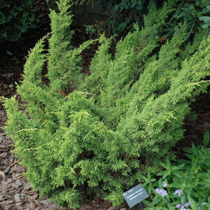 Shimpaku Golden Chinese Juniper