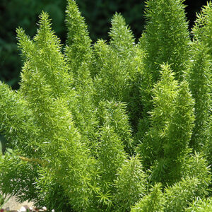 Foxtail Fern