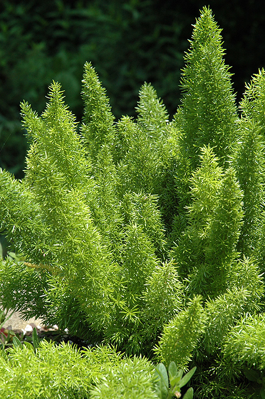 Foxtail Fern