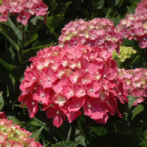 Forever Pink Hydrangea flowers