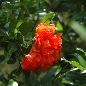 Dwarf Pomegranate flowers