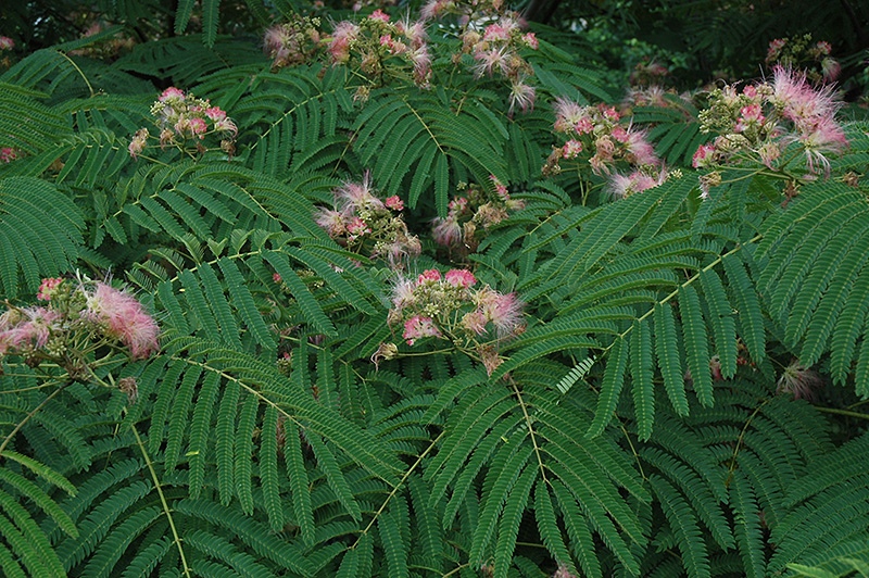 Mimosa flowers