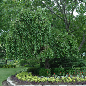 Weeping Mulberry