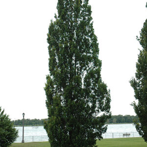 Pyramidal English Oak