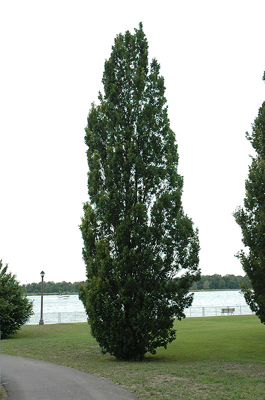Pyramidal English Oak