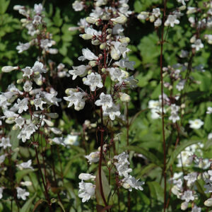 Husker Red Beard Tongue flowers