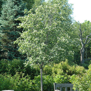 Washington Hawthorn in bloom