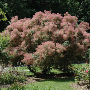 Grace Smokebush in bloom