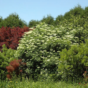 European Elder in bloom
