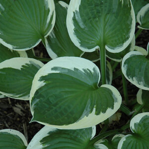 Minuteman Hosta foliage