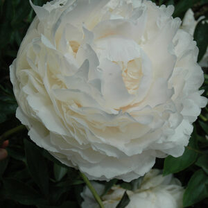 Solange Peony flowers