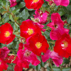 Flower Carpet® Red Rose flowers