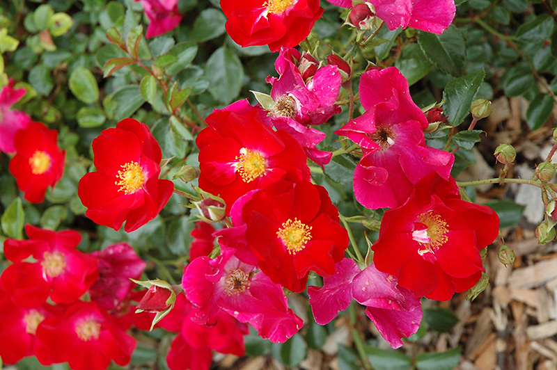 Flower Carpet® Red Rose flowers