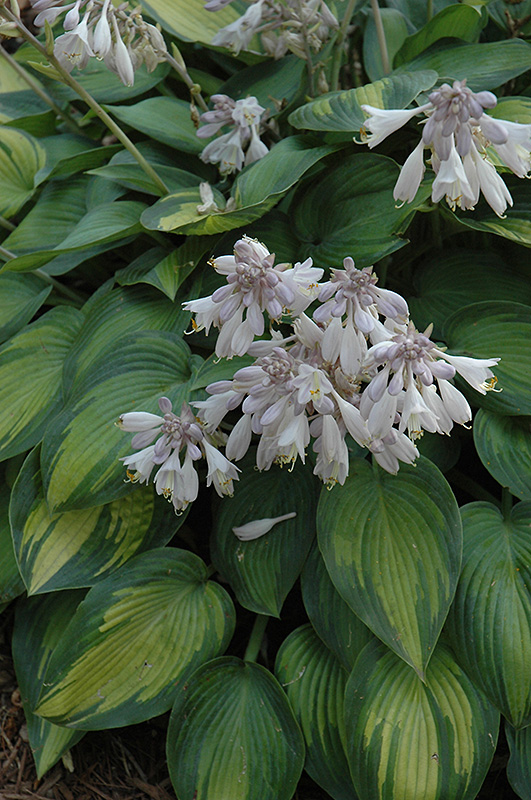 June Hosta flowers
