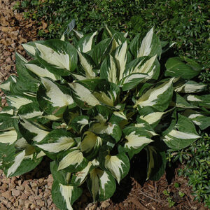 Loyalist Hosta