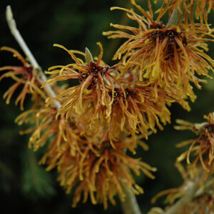 Jelena Witchhazel flowers