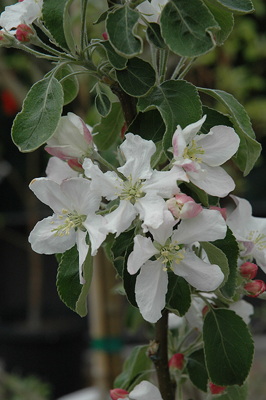 Granny Smith Apple flowers