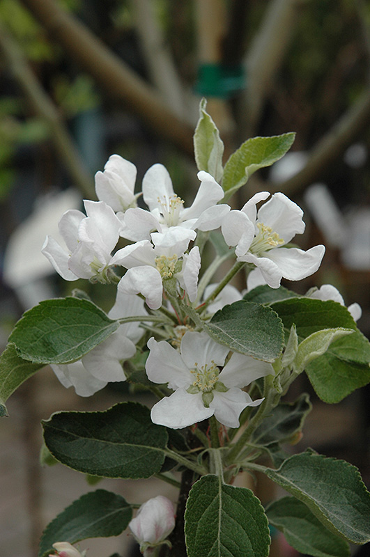 Fuji Apple flowers