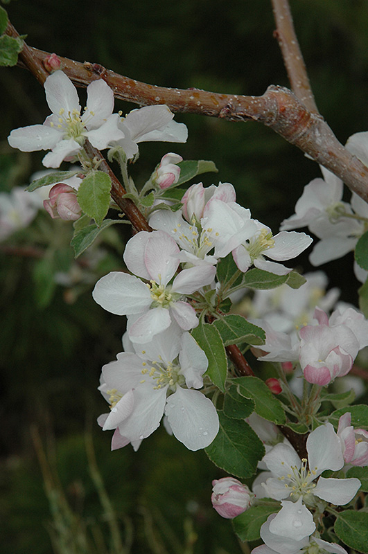 Pink Lady Apple flowers